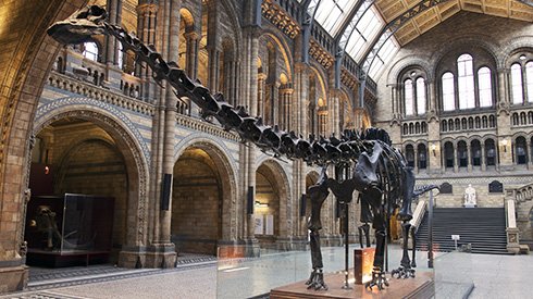 dippy-banner_125459_2